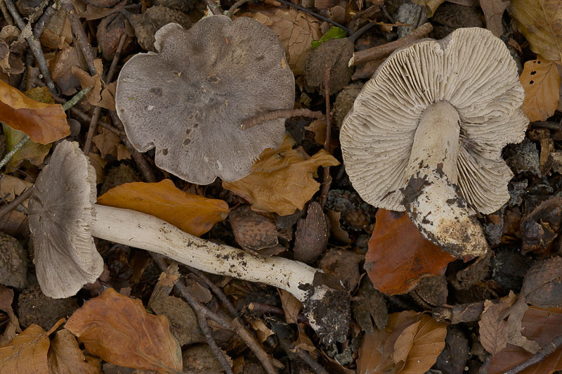 Tricholoma sciodes